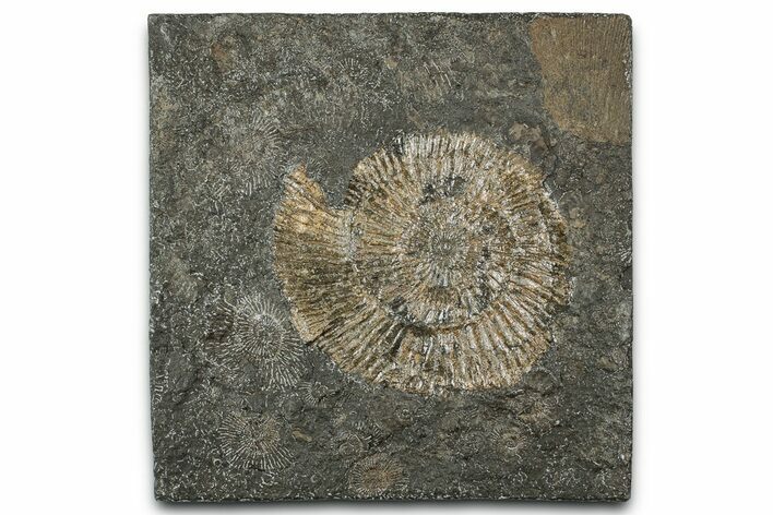 Dactylioceras Ammonite Fossil - Posidonia Shale, Germany #358347
